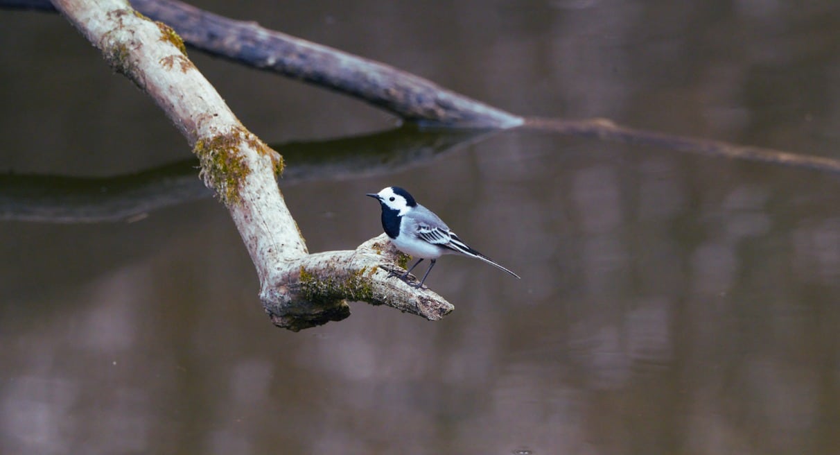 Bergeronnette a longue queue perchee sur une branche au-dessus d une riviere