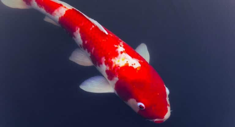 Carpe koi rouge et blanche nageant dans l eau sombre d un bassin