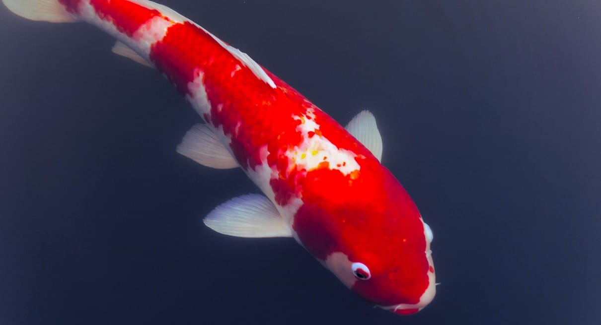 Carpe koi rouge et blanche nageant dans l eau sombre d un bassin