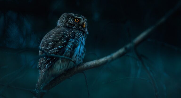 Chouette au regard percant perchee sur une branche dans une ambiance nocturne