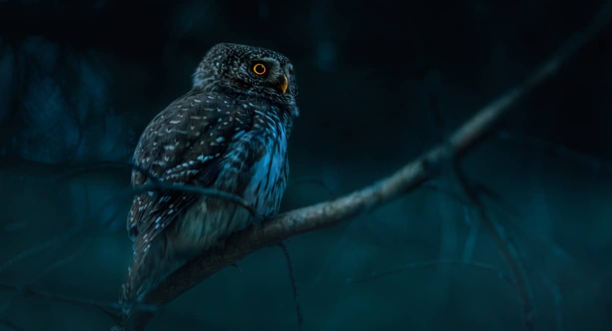 Chouette au regard percant perchee sur une branche dans une ambiance nocturne