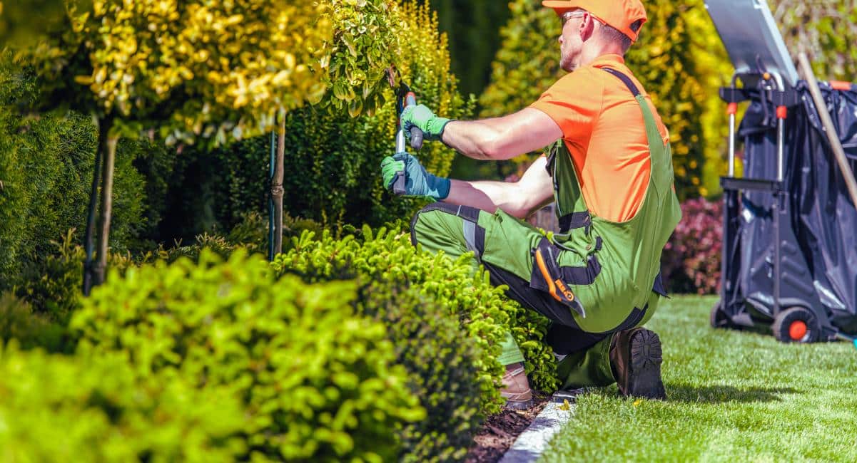 Jardinier en tenue de travail taillant un massif lors de l entretien d un jardin