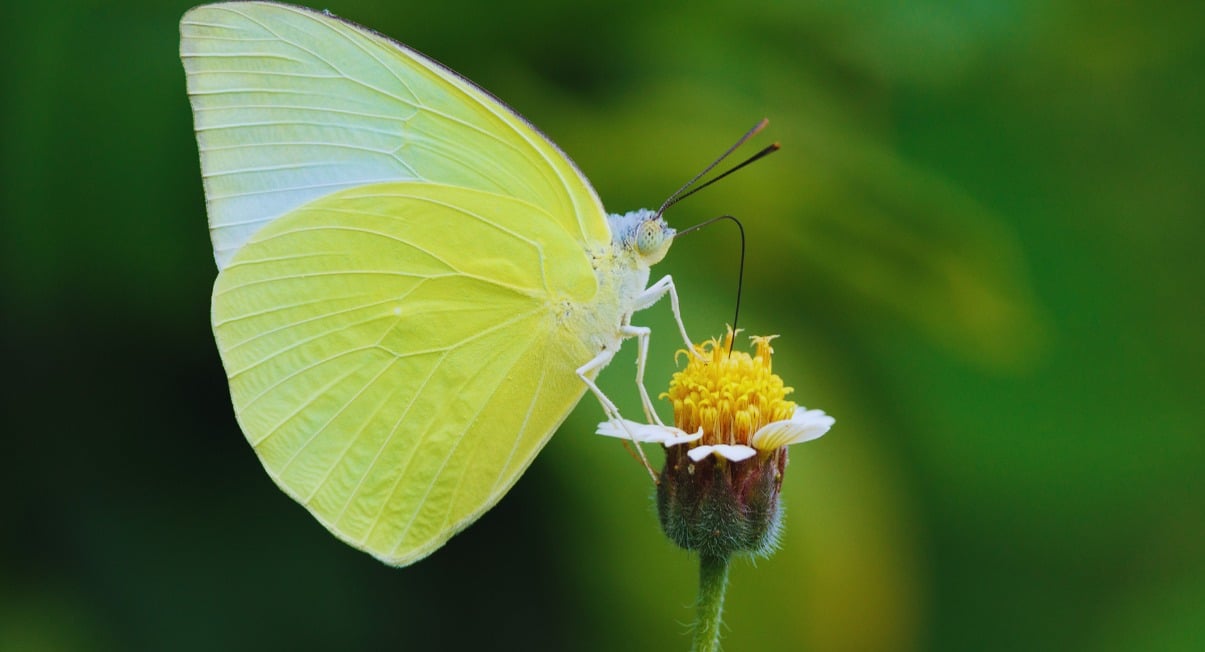 Papillon aux ailes claires pose sur une petite fleur jaune dans la nature