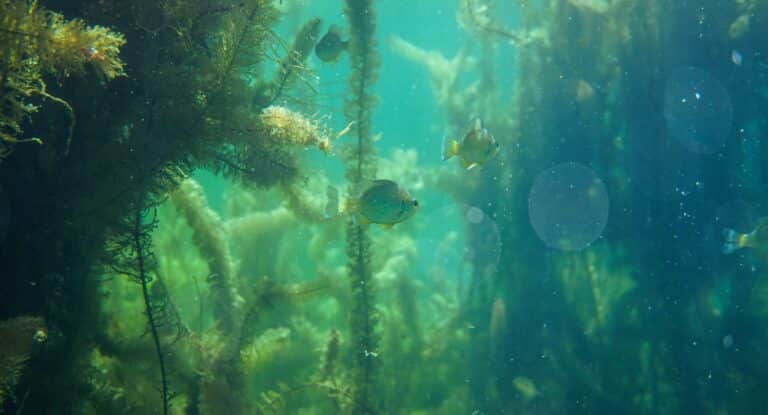 Plantes aquatiques oxygenantes immergees dans l eau verte d un bassin avec poissons