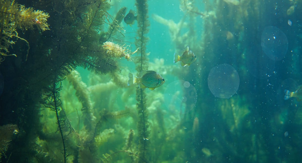 Plantes aquatiques oxygenantes immergees dans l eau verte d un bassin avec poissons