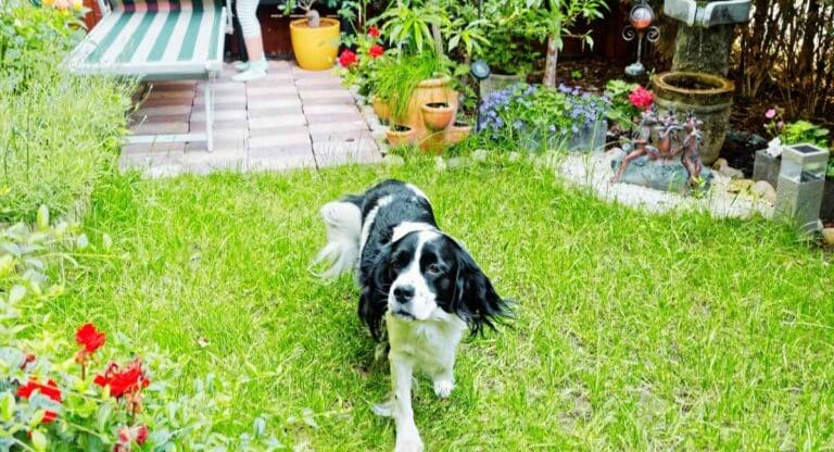 Un chien dans un jardin avec un mini bassin