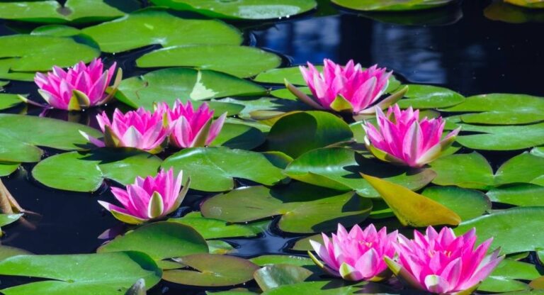 Nénuphars roses épanouis entre leurs feuilles flottantes sur l'eau sombre d'un bassin